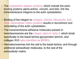  The cytoplasmic adapter proteins, which include the actin-
binding proteins alpha-actinin, vinculin, and talin, link the
transmembrane integrins to the actin cytoskeleton.
 Binding of the integrin to collagen, laminin, fibronectin, and
other extracellular matrix proteins results in recruitment and
remodeling of the actin cytoskeleton.
 The transmembrane adhesive molecules present in
hemidesmosome are the integrin alpha 6, beta 4, which binds
specifically to the basal lamina glycoprotein laminin, and
collagen XVII (also identified as BPI8O).
 Hemidesmosomes link the cell to the basal lamina, and through
additional extracellular molecules, to the rest of the
extracellular matrix.
 