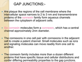  Are plaque like regions of the cell membrane where the
intercellular space narrows to 2 to 3 nm and transmembrane
proteins of the connexin family form aqueous channels
between the cytoplasm of adjacent cells.
 Six connexin molecules form a connexon, which has a central
channel approximately 2nm diameter.
 The connexons in one cell pair with connexons in the adjacent
cell to create a patent channel. Small molecules such as ions
and signaling molecules can move readily from one cell to
another.
 The connexin family includes more than a dozen different
proteins that have specific tissue and cellular distributions and
confer differing permeability properties to the gap junctions.
GAP JUNCTIONS:-
 