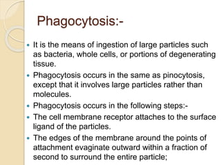 Phagocytosis:-
 It is the means of ingestion of large particles such
as bacteria, whole cells, or portions of degenerating
tissue.
 Phagocytosis occurs in the same as pinocytosis,
except that it involves large particles rather than
molecules.
 Phagocytosis occurs in the following steps:-
 The cell membrane receptor attaches to the surface
ligand of the particles.
 The edges of the membrane around the points of
attachment evaginate outward within a fraction of
second to surround the entire particle;
 