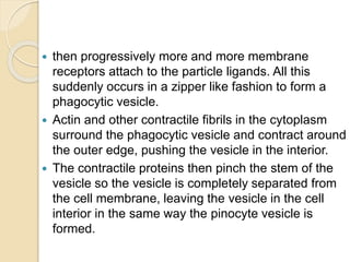  then progressively more and more membrane
receptors attach to the particle ligands. All this
suddenly occurs in a zipper like fashion to form a
phagocytic vesicle.
 Actin and other contractile fibrils in the cytoplasm
surround the phagocytic vesicle and contract around
the outer edge, pushing the vesicle in the interior.
 The contractile proteins then pinch the stem of the
vesicle so the vesicle is completely separated from
the cell membrane, leaving the vesicle in the cell
interior in the same way the pinocyte vesicle is
formed.
 