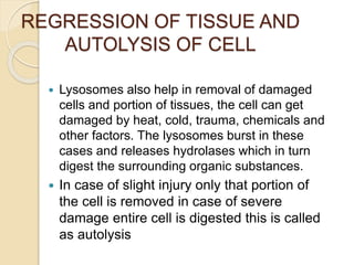 REGRESSION OF TISSUE AND
AUTOLYSIS OF CELL
 Lysosomes also help in removal of damaged
cells and portion of tissues, the cell can get
damaged by heat, cold, trauma, chemicals and
other factors. The lysosomes burst in these
cases and releases hydrolases which in turn
digest the surrounding organic substances.
 In case of slight injury only that portion of
the cell is removed in case of severe
damage entire cell is digested this is called
as autolysis
 