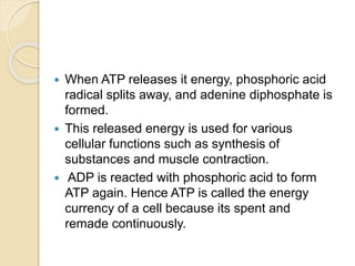  When ATP releases it energy, phosphoric acid
radical splits away, and adenine diphosphate is
formed.
 This released energy is used for various
cellular functions such as synthesis of
substances and muscle contraction.
 ADP is reacted with phosphoric acid to form
ATP again. Hence ATP is called the energy
currency of a cell because its spent and
remade continuously.
 