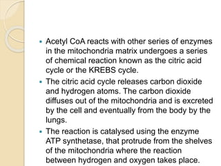  Acetyl CoA reacts with other series of enzymes
in the mitochondria matrix undergoes a series
of chemical reaction known as the citric acid
cycle or the KREBS cycle.
 The citric acid cycle releases carbon dioxide
and hydrogen atoms. The carbon dioxide
diffuses out of the mitochondria and is excreted
by the cell and eventually from the body by the
lungs.
 The reaction is catalysed using the enzyme
ATP synthetase, that protrude from the shelves
of the mitochondria where the reaction
between hydrogen and oxygen takes place.
 