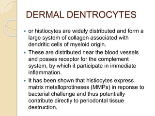 DERMAL DENTROCYTES
 or histiocytes are widely distributed and form a
large system of collagen associated with
dendritic cells of myeloid origin.
 These are distributed near the blood vessels
and posses receptor for the complement
system, by which it participate in immediate
inflammation.
 It has been shown that histiocytes express
matrix metalloprotineses (MMPs) in reponse to
bacterial challenge and thus potentially
contribute directly to periodontal tissue
destruction.
 