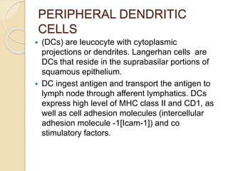 PERIPHERAL DENDRITIC
CELLS
 (DCs) are leucocyte with cytoplasmic
projections or dendrites. Langerhan cells are
DCs that reside in the suprabasilar portions of
squamous epithelium.
 DC ingest antigen and transport the antigen to
lymph node through afferent lymphatics. DCs
express high level of MHC class II and CD1, as
well as cell adhesion molecules (intercellular
adhesion molecule -1[Icam-1]) and co
stimulatory factors.
 