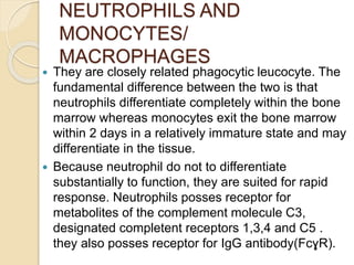 NEUTROPHILS AND
MONOCYTES/
MACROPHAGES
 They are closely related phagocytic leucocyte. The
fundamental difference between the two is that
neutrophils differentiate completely within the bone
marrow whereas monocytes exit the bone marrow
within 2 days in a relatively immature state and may
differentiate in the tissue.
 Because neutrophil do not to differentiate
substantially to function, they are suited for rapid
response. Neutrophils posses receptor for
metabolites of the complement molecule C3,
designated completent receptors 1,3,4 and C5 .
they also posses receptor for IgG antibody(FcɣR).
 