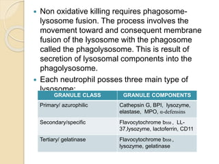  Non oxidative killing requires phagosome-
lysosome fusion. The process involves the
movement toward and consequent membrane
fusion of the lysosome with the phagosome
called the phagolysosome. This is result of
secretion of lysosomal components into the
phagolysosome.
 Each neutrophil posses three main type of
lysosome:
GRANULE CLASS GRANULE COMPONENTS
Primary/ azurophilic Cathepsin G, BPI, lysozyme,
elastase, MPO, α-defensins
Secondary/specific Flavocytochrome b558 , LL-
37,lysozyme, lactoferrin, CD11
Tertiary/ gelatinase Flavocytochrome b558 ,
lysozyme, gelatinase
 