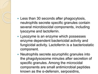  Less than 30 seconds after phagocytosis,
neutrophils secrete specific granules contain
several microbiocidal components, including
lysozyme and lactoferrin.
 Lysozyme is an enzyme which possesses
enzyme dependent bactericidal activity and
fungicidal activity. Lactoferrin is a bacteriostatic
component.
 Neutrophils secrete azurophilic granules into
the phagolysosome minutes after secretion of
specific granules. Among the microcidal
components are small antimicrobial peptides
known as the α-defensin, serposidins,
 