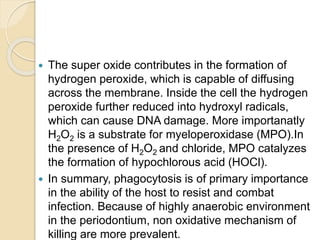  The super oxide contributes in the formation of
hydrogen peroxide, which is capable of diffusing
across the membrane. Inside the cell the hydrogen
peroxide further reduced into hydroxyl radicals,
which can cause DNA damage. More importanatly
H2O2 is a substrate for myeloperoxidase (MPO).In
the presence of H2O2 and chloride, MPO catalyzes
the formation of hypochlorous acid (HOCl).
 In summary, phagocytosis is of primary importance
in the ability of the host to resist and combat
infection. Because of highly anaerobic environment
in the periodontium, non oxidative mechanism of
killing are more prevalent.
 