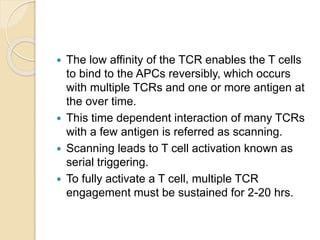  The low affinity of the TCR enables the T cells
to bind to the APCs reversibly, which occurs
with multiple TCRs and one or more antigen at
the over time.
 This time dependent interaction of many TCRs
with a few antigen is referred as scanning.
 Scanning leads to T cell activation known as
serial triggering.
 To fully activate a T cell, multiple TCR
engagement must be sustained for 2-20 hrs.
 