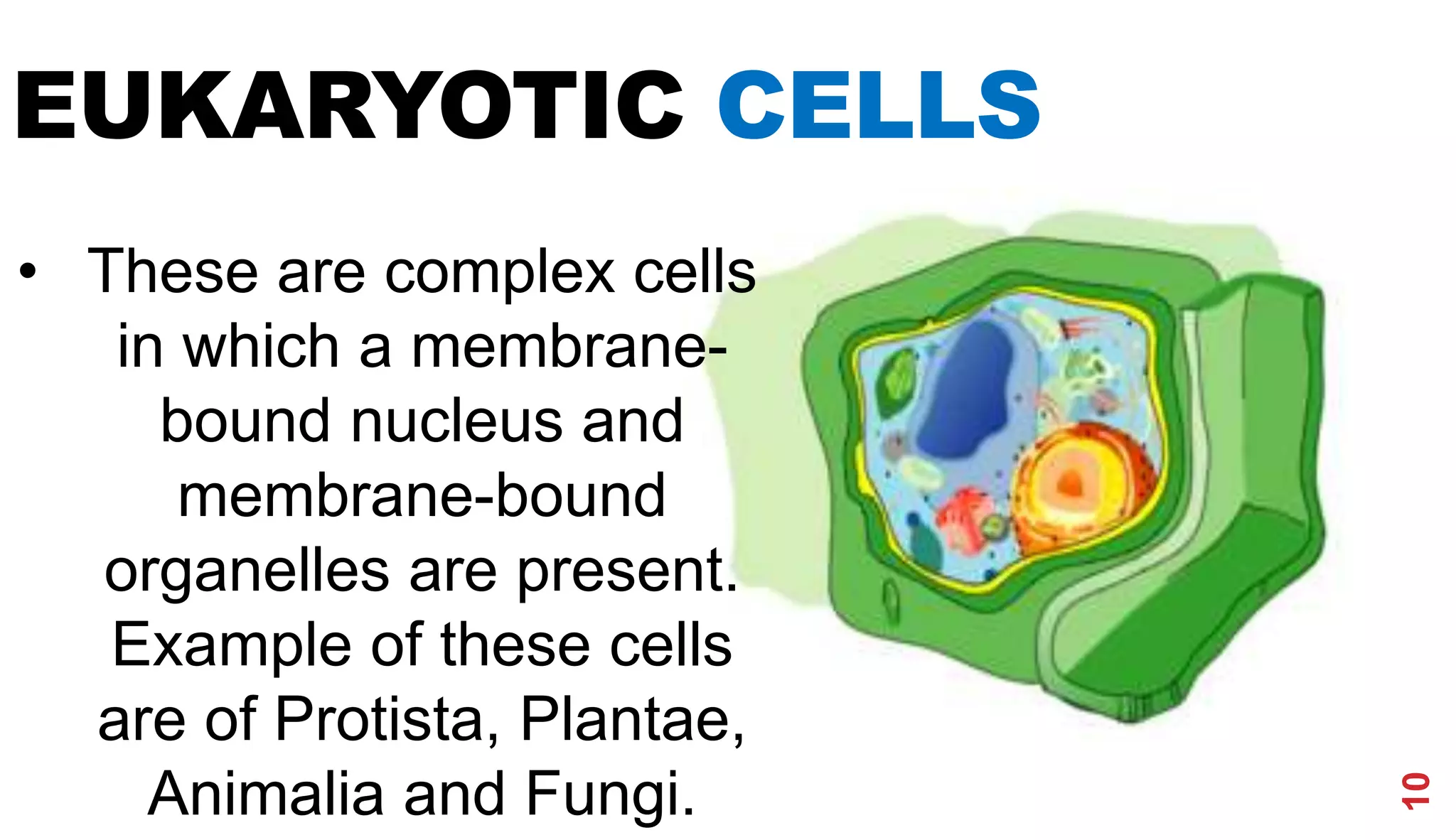 • These are complex cells
in which a membrane-
bound nucleus and
membrane-bound
organelles are present.
Example of these cells
are of Protista, Plantae,
Animalia and Fungi.
10
EUKARYOTIC CELLS
 