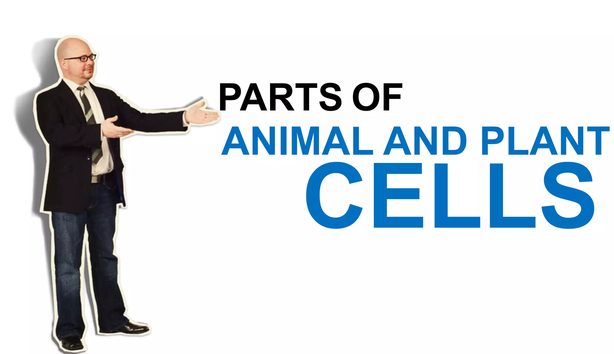 PARTS OF
ANIMAL AND PLANT
CELLS
 