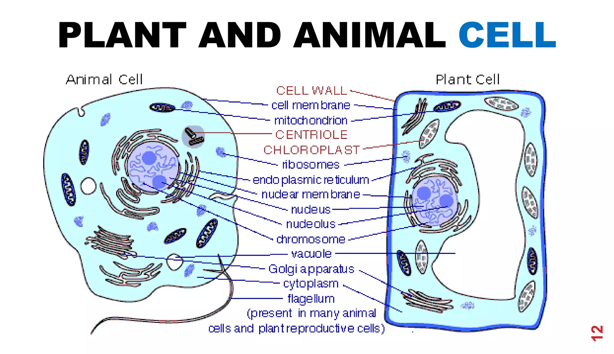 PLANT AND ANIMAL CELL
12
 