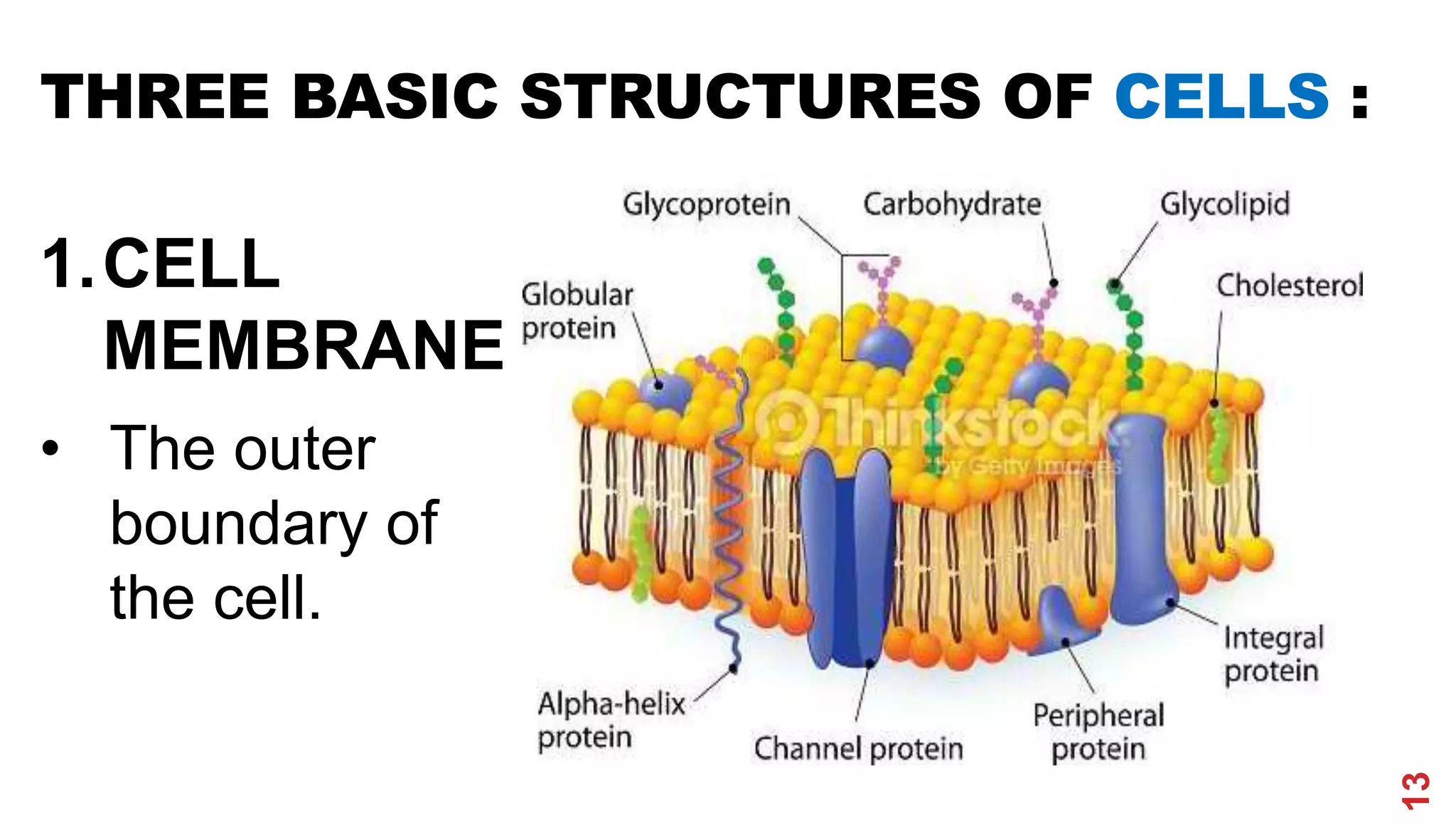THREE BASIC STRUCTURES OF CELLS :
1.CELL
MEMBRANE
• The outer
boundary of
the cell.
13
 