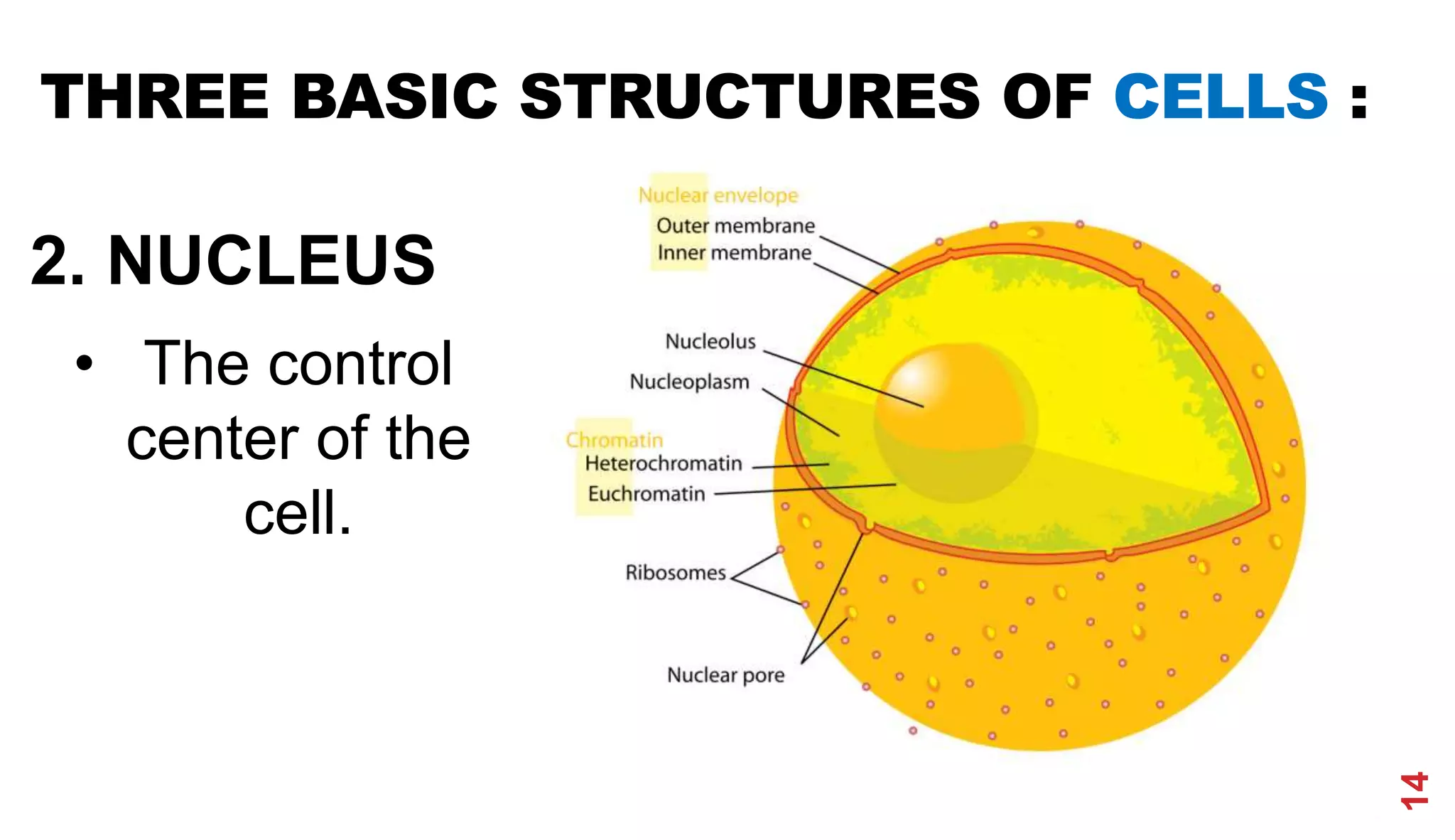 THREE BASIC STRUCTURES OF CELLS :
2. NUCLEUS
• The control
center of the
cell.
14
 