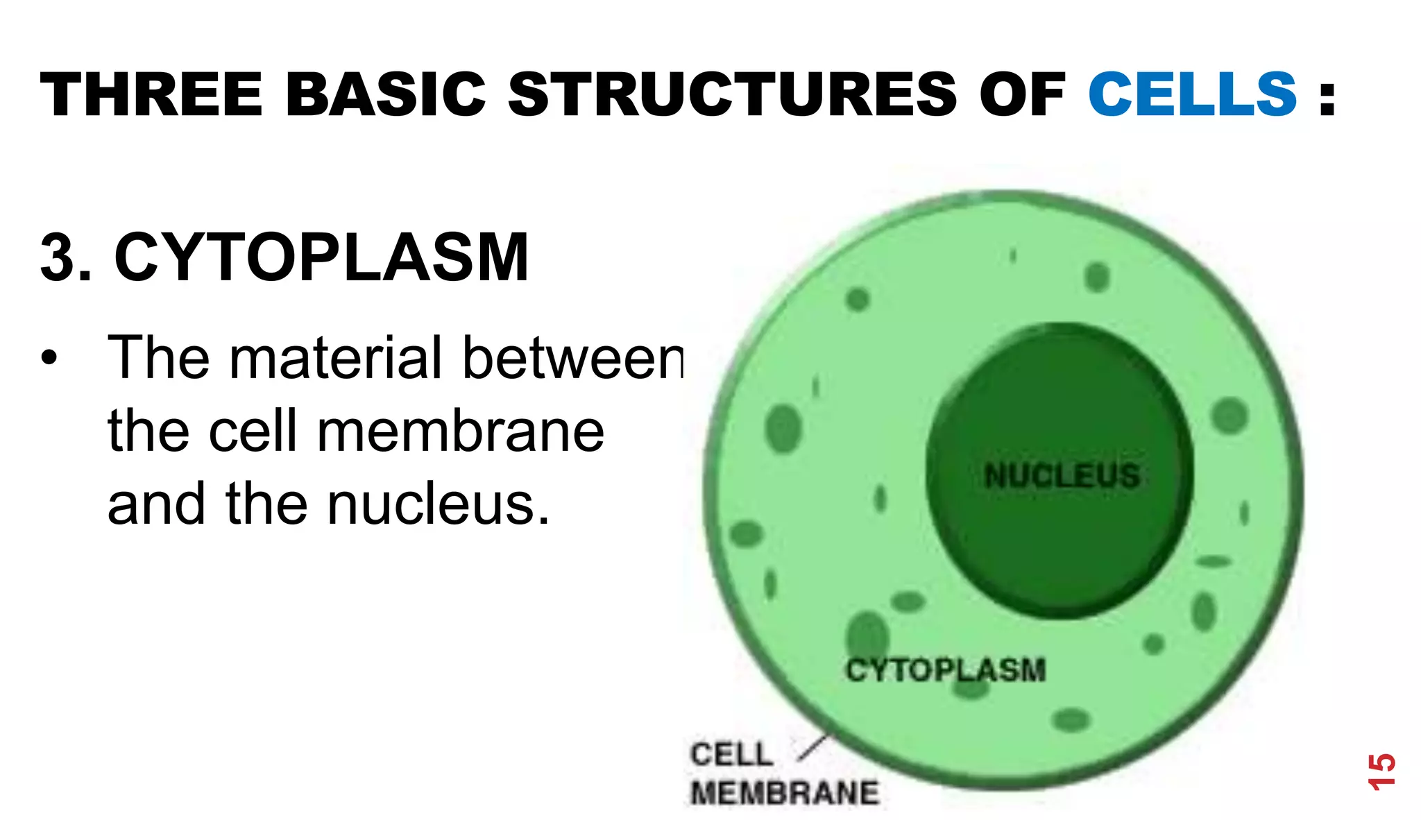 THREE BASIC STRUCTURES OF CELLS :
3. CYTOPLASM
• The material between
the cell membrane
and the nucleus.
15
 