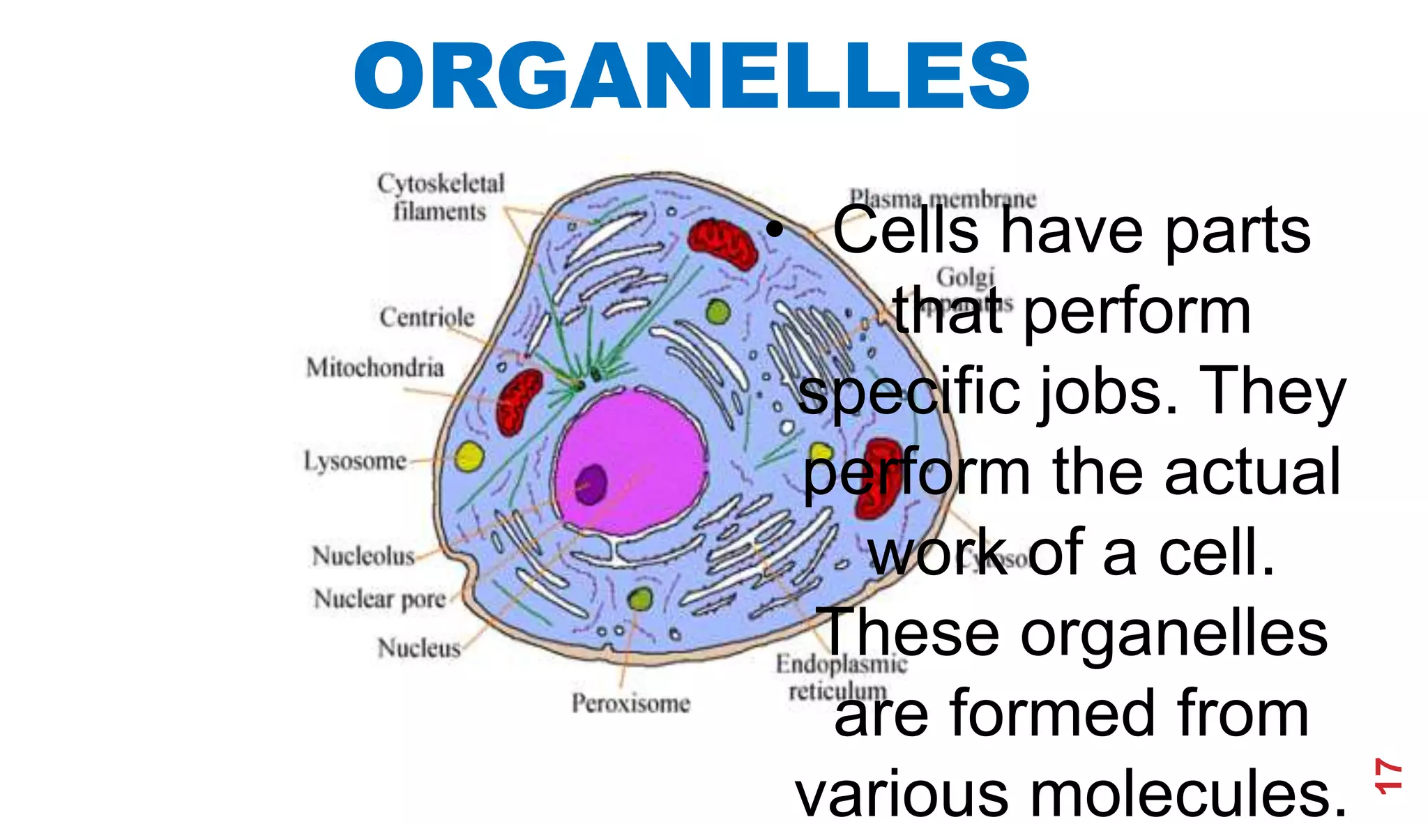 ORGANELLES
17
• Cells have parts
that perform
specific jobs. They
perform the actual
work of a cell.
These organelles
are formed from
various molecules.
 