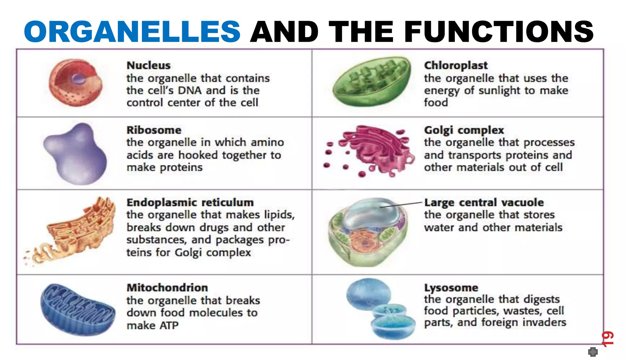 ORGANELLES AND THE FUNCTIONS
19
 
