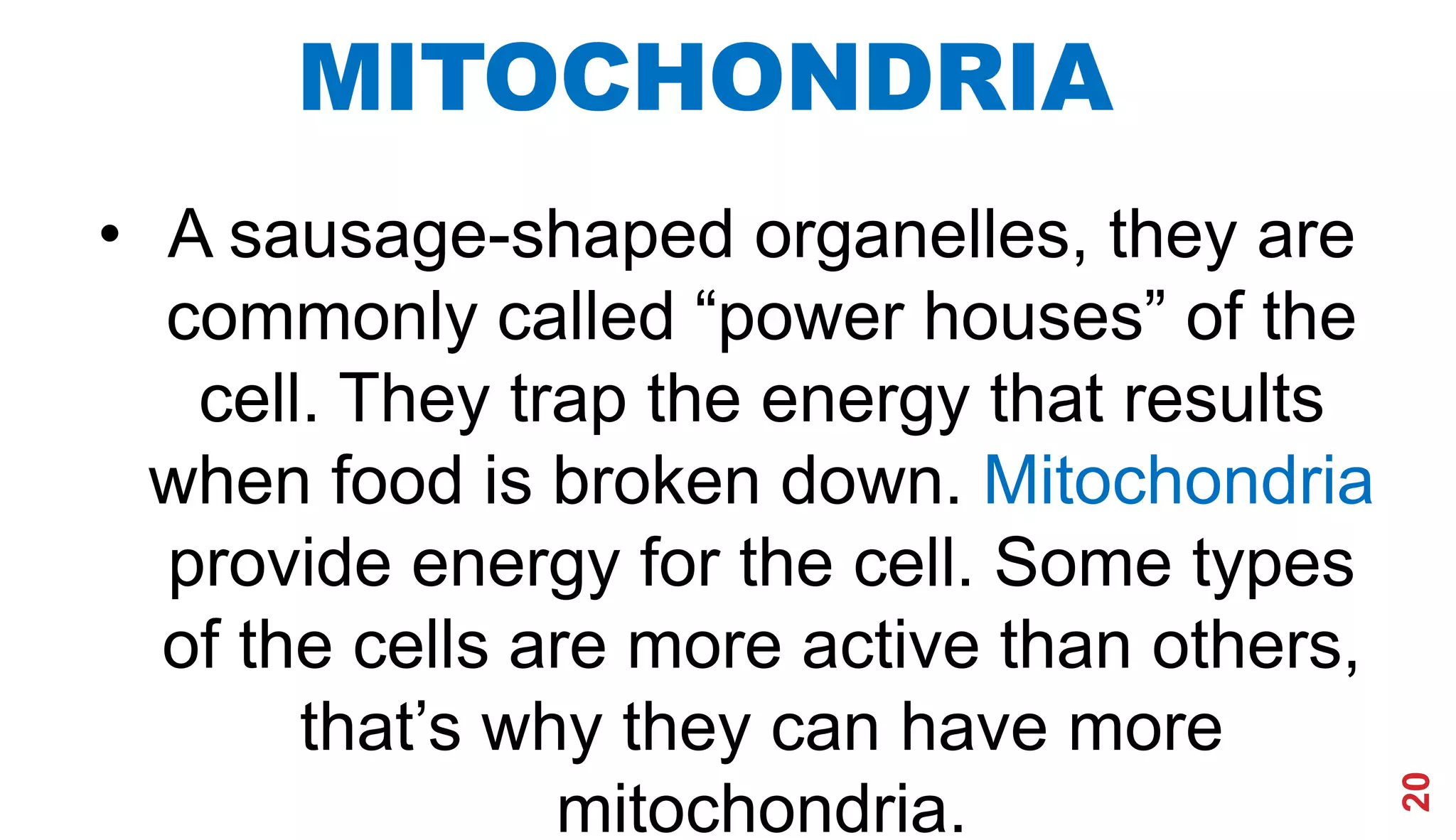 20
MITOCHONDRIA
• A sausage-shaped organelles, they are
commonly called “power houses” of the
cell. They trap the energy that results
when food is broken down. Mitochondria
provide energy for the cell. Some types
of the cells are more active than others,
that’s why they can have more
mitochondria.
 