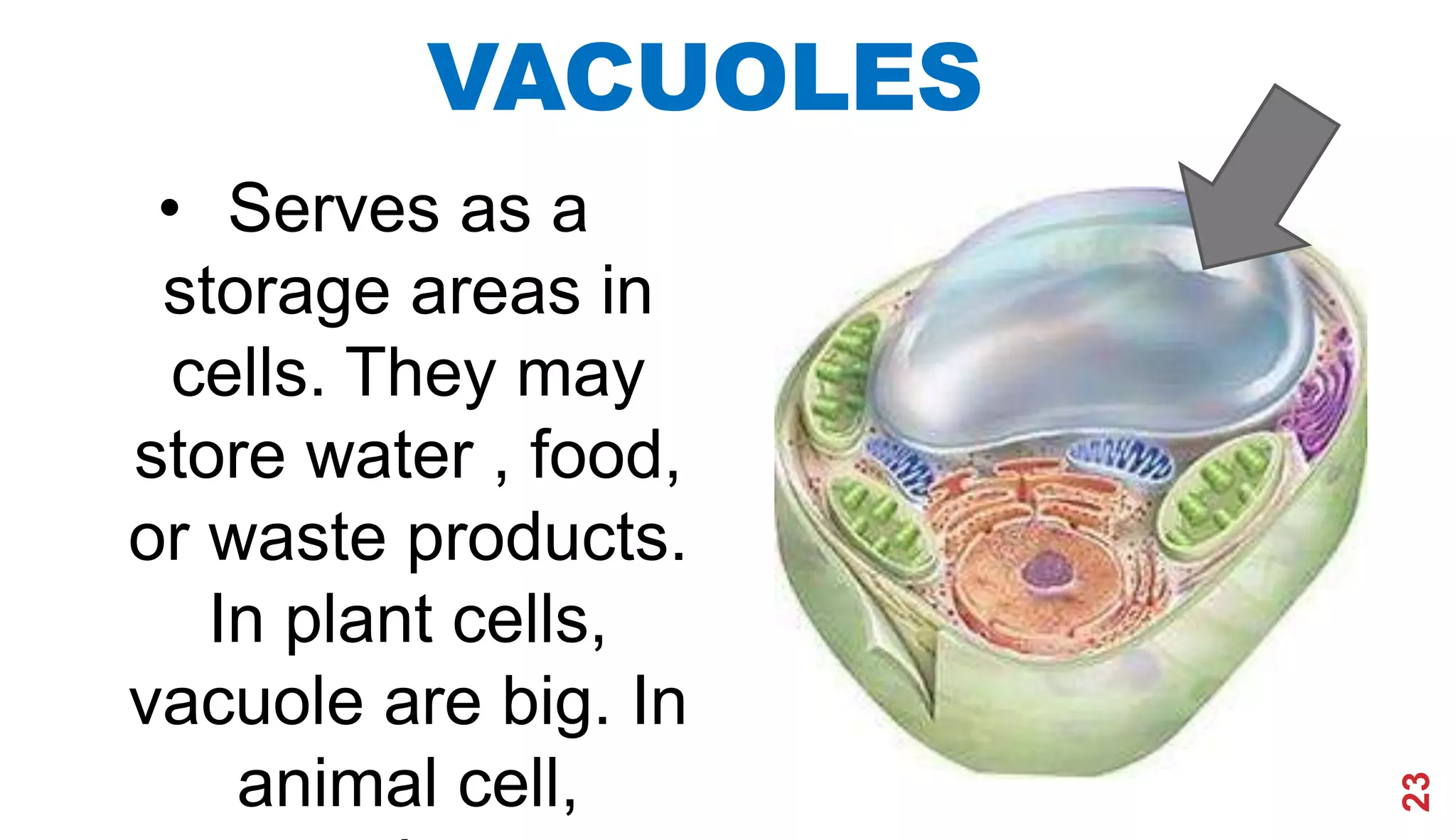 23
VACUOLES
• Serves as a
storage areas in
cells. They may
store water , food,
or waste products.
In plant cells,
vacuole are big. In
animal cell,
 
