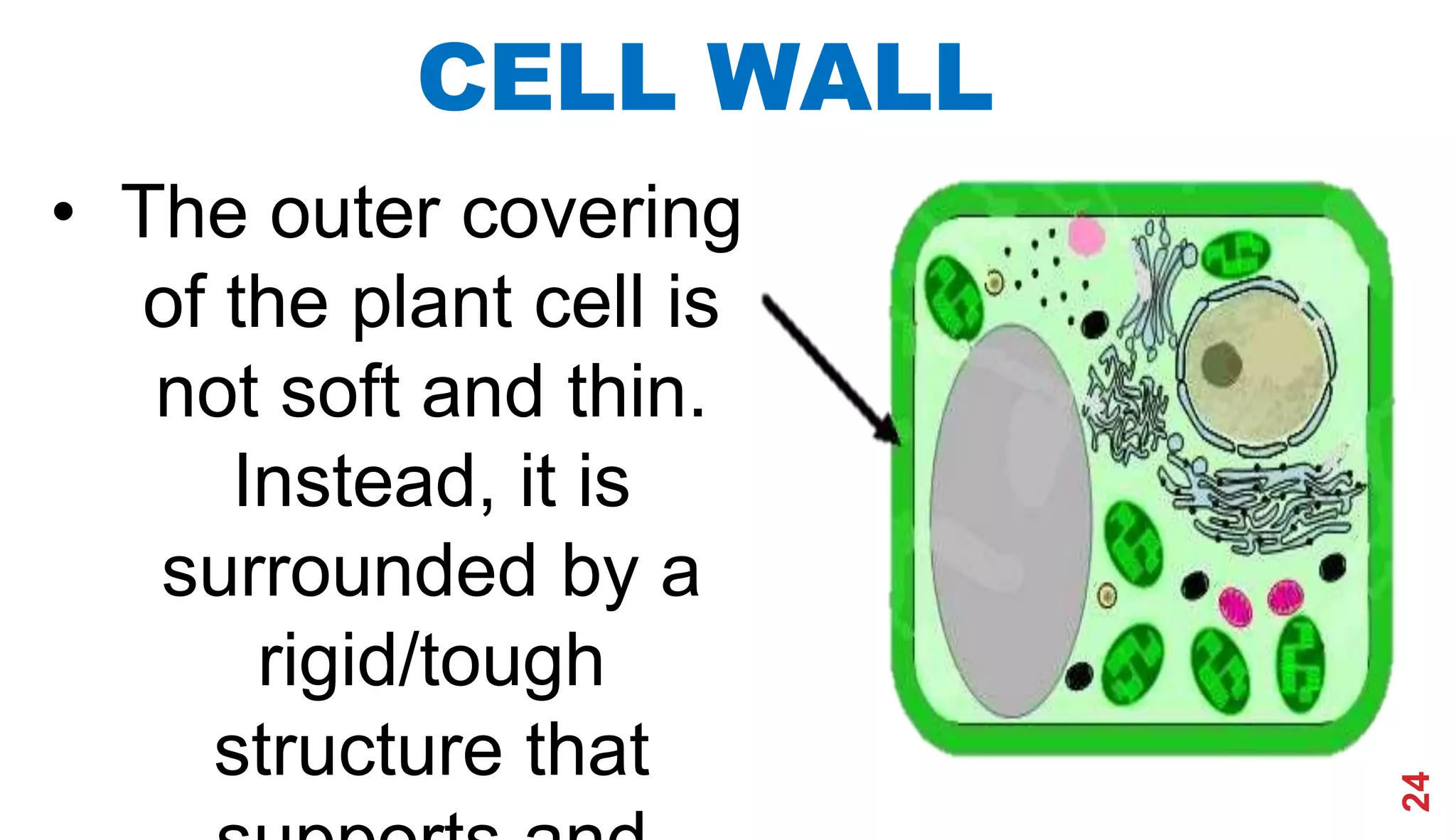 24
CELL WALL
• The outer covering
of the plant cell is
not soft and thin.
Instead, it is
surrounded by a
rigid/tough
structure that
 
