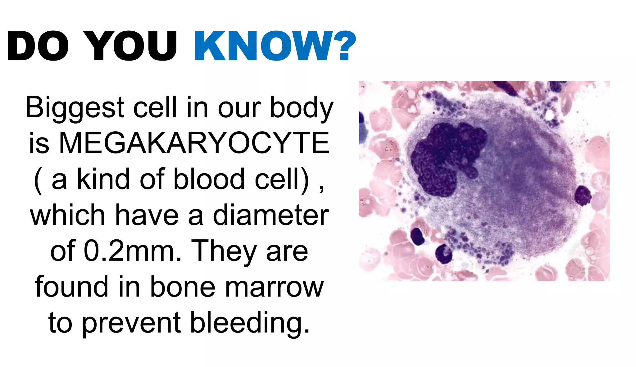 DO YOU KNOW?
Biggest cell in our body
is MEGAKARYOCYTE
( a kind of blood cell) ,
which have a diameter
of 0.2mm. They are
found in bone marrow
to prevent bleeding.
 