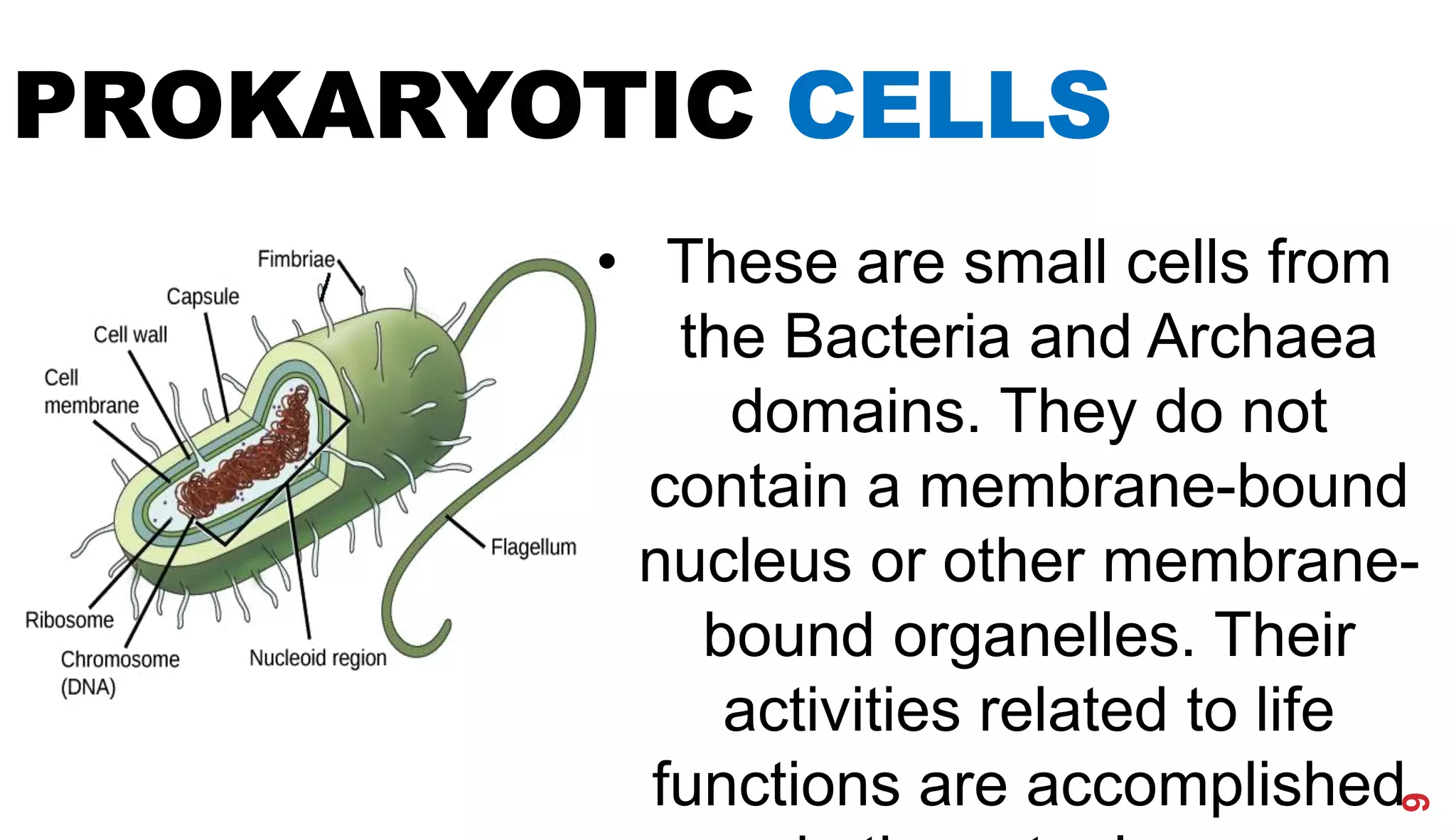 • These are small cells from
the Bacteria and Archaea
domains. They do not
contain a membrane-bound
nucleus or other membrane-
bound organelles. Their
activities related to life
functions are accomplished
9
PROKARYOTIC CELLS
 