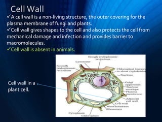 Cell - the unit of life | PPTX