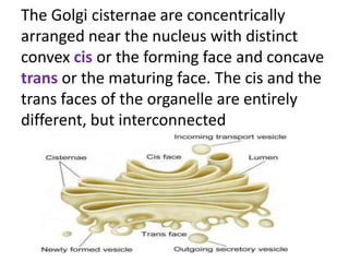 Cell, the unit of life | PPTX