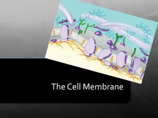 The Cell Membrane

 