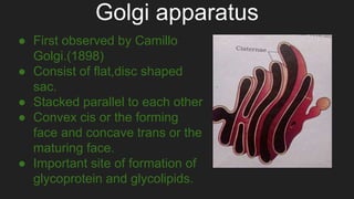 Golgi apparatus
● First observed by Camillo
Golgi.(1898)
● Consist of flat,disc shaped
sac.
● Stacked parallel to each other
● Convex cis or the forming
face and concave trans or the
maturing face.
● Important site of formation of
glycoprotein and glycolipids.
 