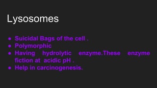 Lysosomes
● Suicidal Bags of the cell .
● Polymorphic
● Having hydrolytic enzyme.These enzyme
fiction at acidic pH .
● Help in carcinogenesis.
 
