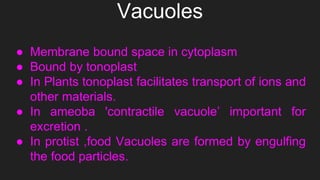 ● Membrane bound space in cytoplasm
● Bound by tonoplast
● In Plants tonoplast facilitates transport of ions and
other materials.
● In ameoba 'contractile vacuole’ important for
excretion .
● In protist ,food Vacuoles are formed by engulfing
the food particles.
 