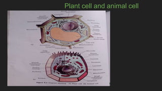 Plant cell and animal cell
 