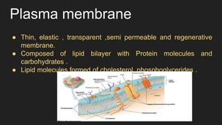 Plasma membrane
● Thin, elastic , transparent ,semi permeable and regenerative
membrane.
● Composed of lipid bilayer with Protein molecules and
carbohydrates .
● Lipid molecules formed of cholesterol ,phosphoglycerides .
 