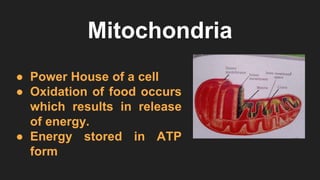 Mitochondria
● Power House of a cell
● Oxidation of food occurs
which results in release
of energy.
● Energy stored in ATP
form
 