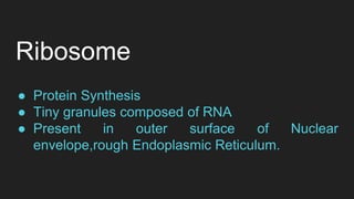 Ribosome
● Protein Synthesis
● Tiny granules composed of RNA
● Present in outer surface of Nuclear
envelope,rough Endoplasmic Reticulum.
 