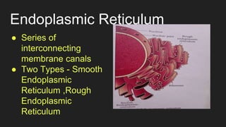 Endoplasmic Reticulum
● Series of
interconnecting
membrane canals
● Two Types - Smooth
Endoplasmic
Reticulum ,Rough
Endoplasmic
Reticulum
 