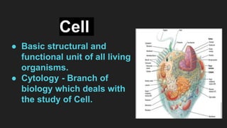 Cell
● Basic structural and
functional unit of all living
organisms.
● Cytology - Branch of
biology which deals with
the study of Cell.
 