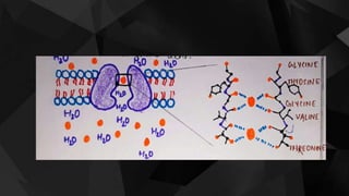 Cell d pharma 1st year Human anatomy and physiology | PPTX