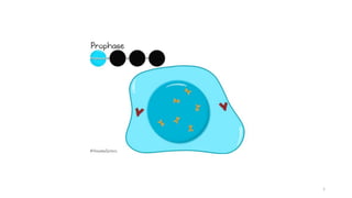 mitosis | PPTX