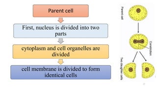mitosis | PPTX