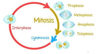 mitosis | PPTX