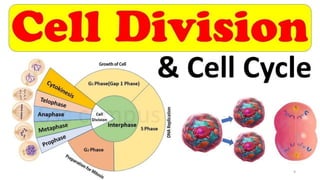 mitosis | PPTX