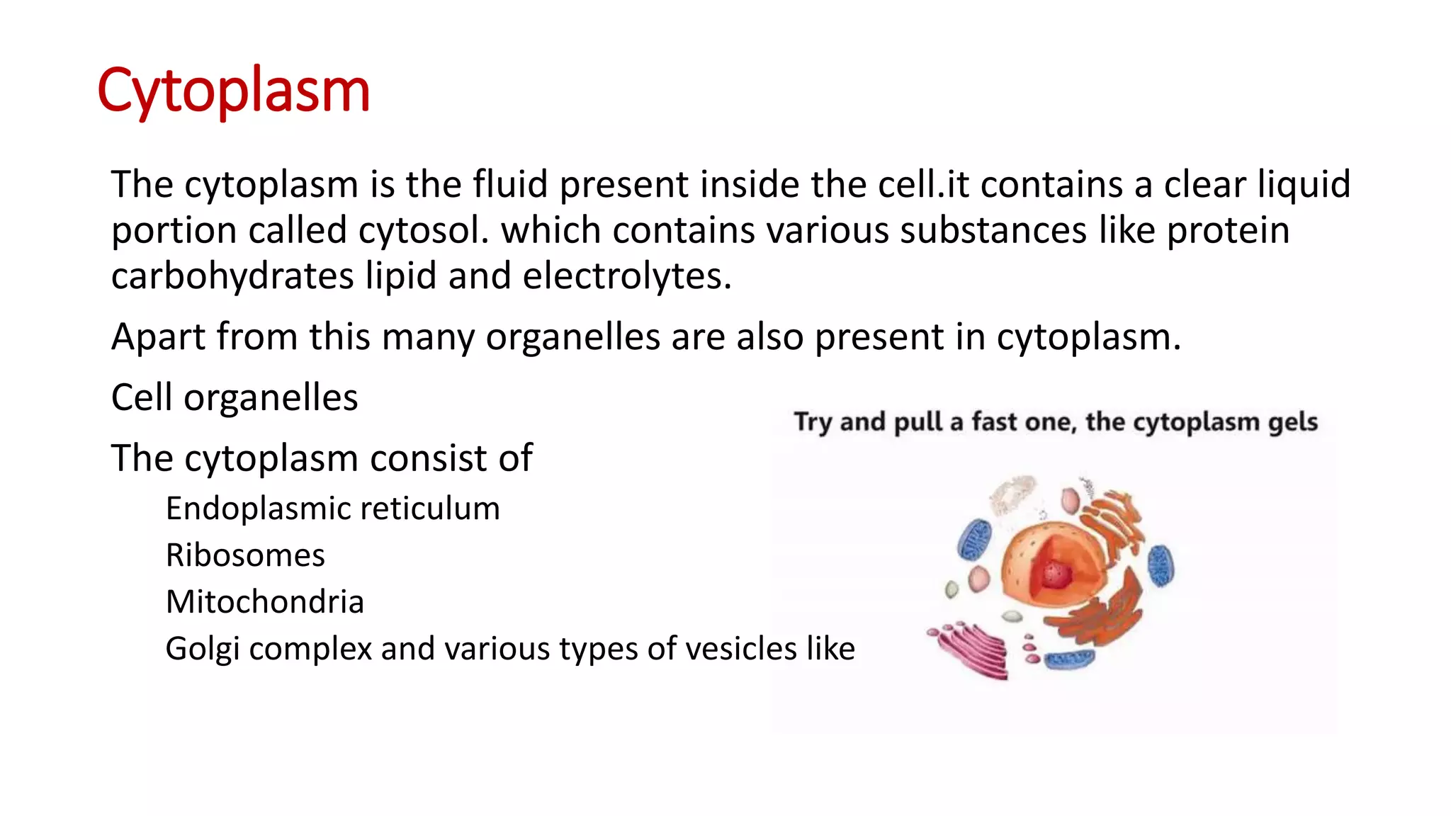 Cytoplasm
The cytoplasm is the fluid present inside the cell.it contains a clear liquid
portion called cytosol. which contains various substances like protein
carbohydrates lipid and electrolytes.
Apart from this many organelles are also present in cytoplasm.
Cell organelles
The cytoplasm consist of
Endoplasmic reticulum
Ribosomes
Mitochondria
Golgi complex and various types of vesicles like
 