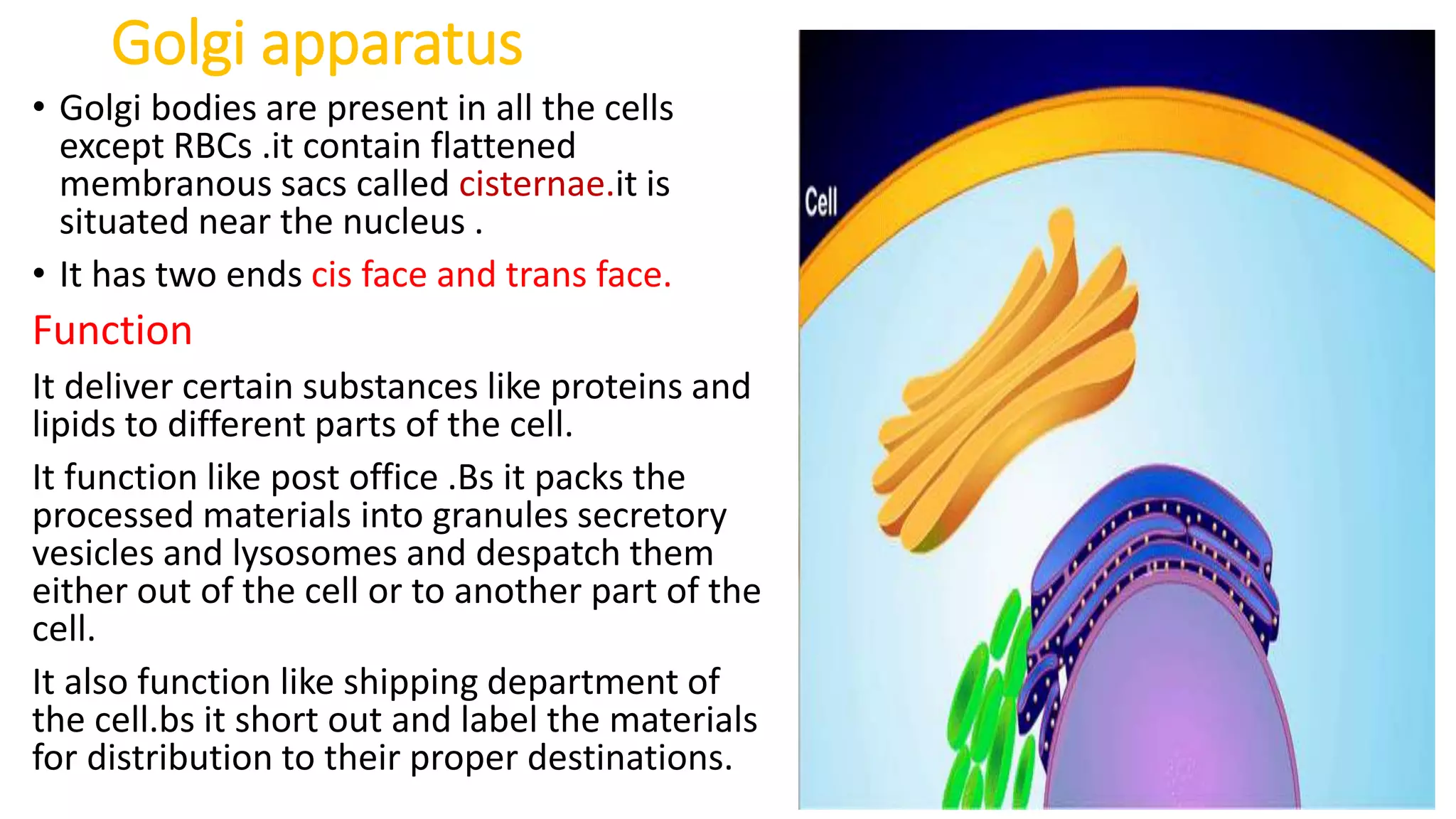 Golgi apparatus
• Golgi bodies are present in all the cells
except RBCs .it contain flattened
membranous sacs called cisternae.it is
situated near the nucleus .
• It has two ends cis face and trans face.
Function
It deliver certain substances like proteins and
lipids to different parts of the cell.
It function like post office .Bs it packs the
processed materials into granules secretory
vesicles and lysosomes and despatch them
either out of the cell or to another part of the
cell.
It also function like shipping department of
the cell.bs it short out and label the materials
for distribution to their proper destinations.
 