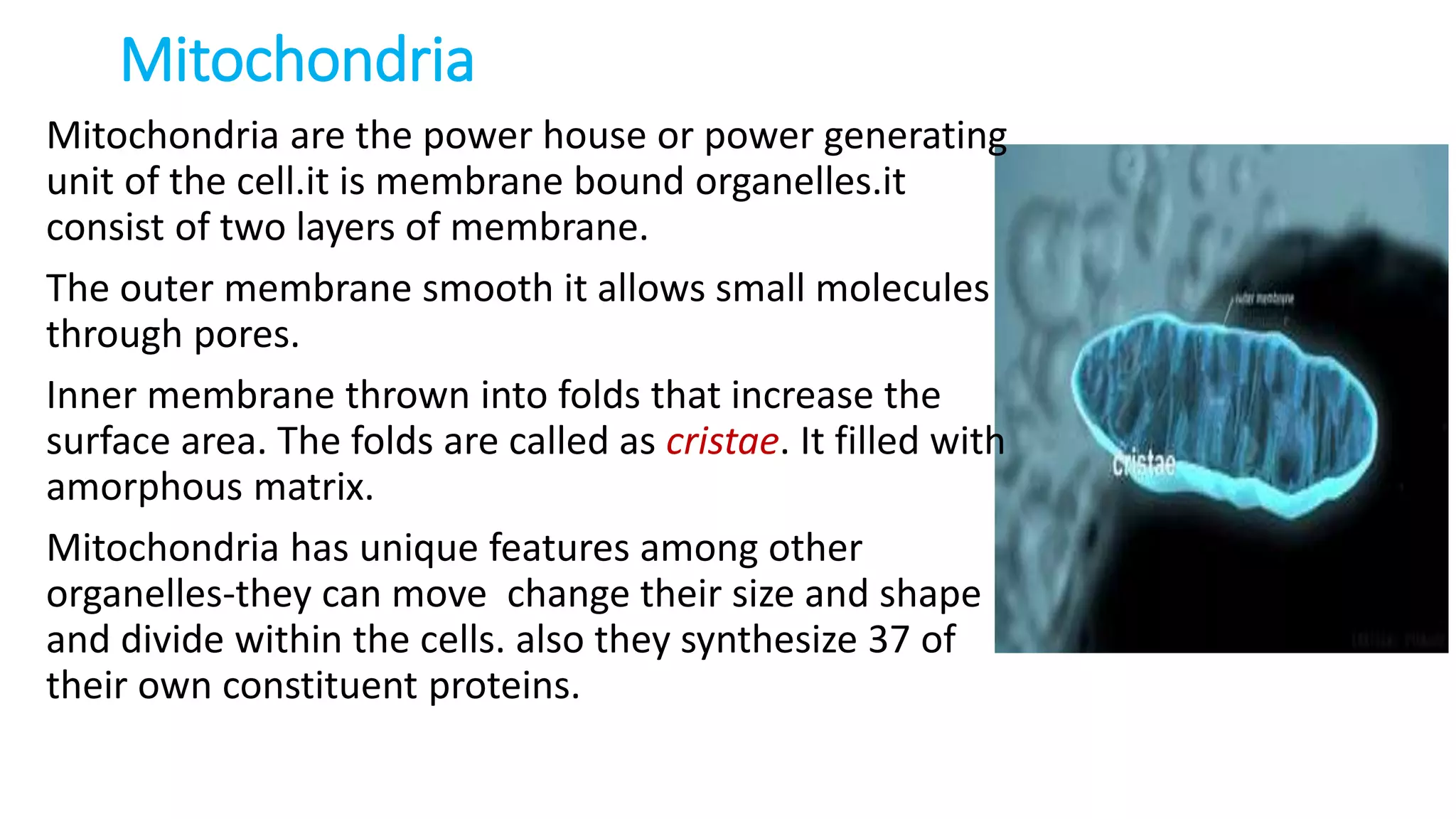 Mitochondria
Mitochondria are the power house or power generating
unit of the cell.it is membrane bound organelles.it
consist of two layers of membrane.
The outer membrane smooth it allows small molecules
through pores.
Inner membrane thrown into folds that increase the
surface area. The folds are called as cristae. It filled with
amorphous matrix.
Mitochondria has unique features among other
organelles-they can move change their size and shape
and divide within the cells. also they synthesize 37 of
their own constituent proteins.
 