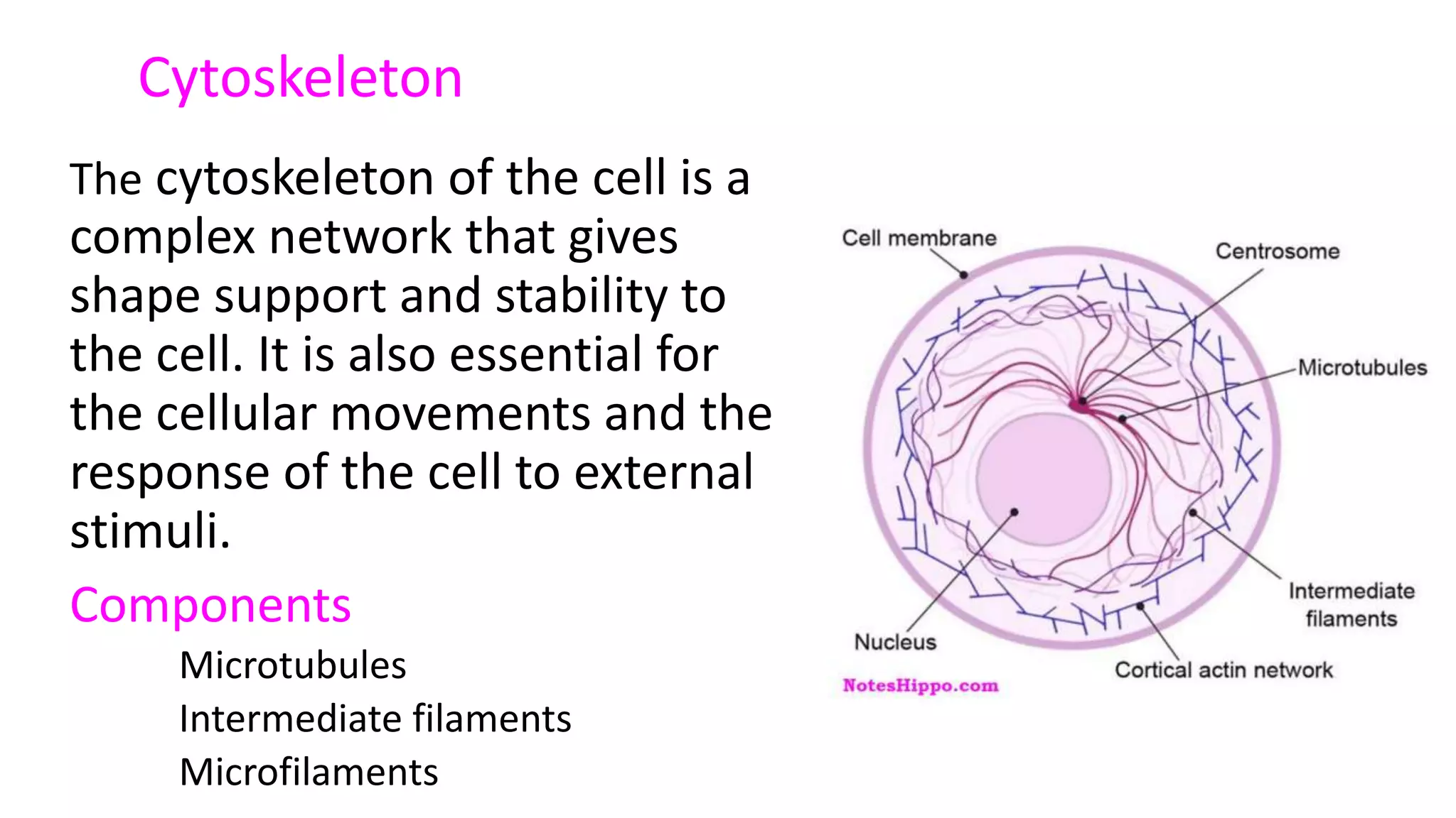 Cytoskeleton
The cytoskeleton of the cell is a
complex network that gives
shape support and stability to
the cell. It is also essential for
the cellular movements and the
response of the cell to external
stimuli.
Components
Microtubules
Intermediate filaments
Microfilaments
 