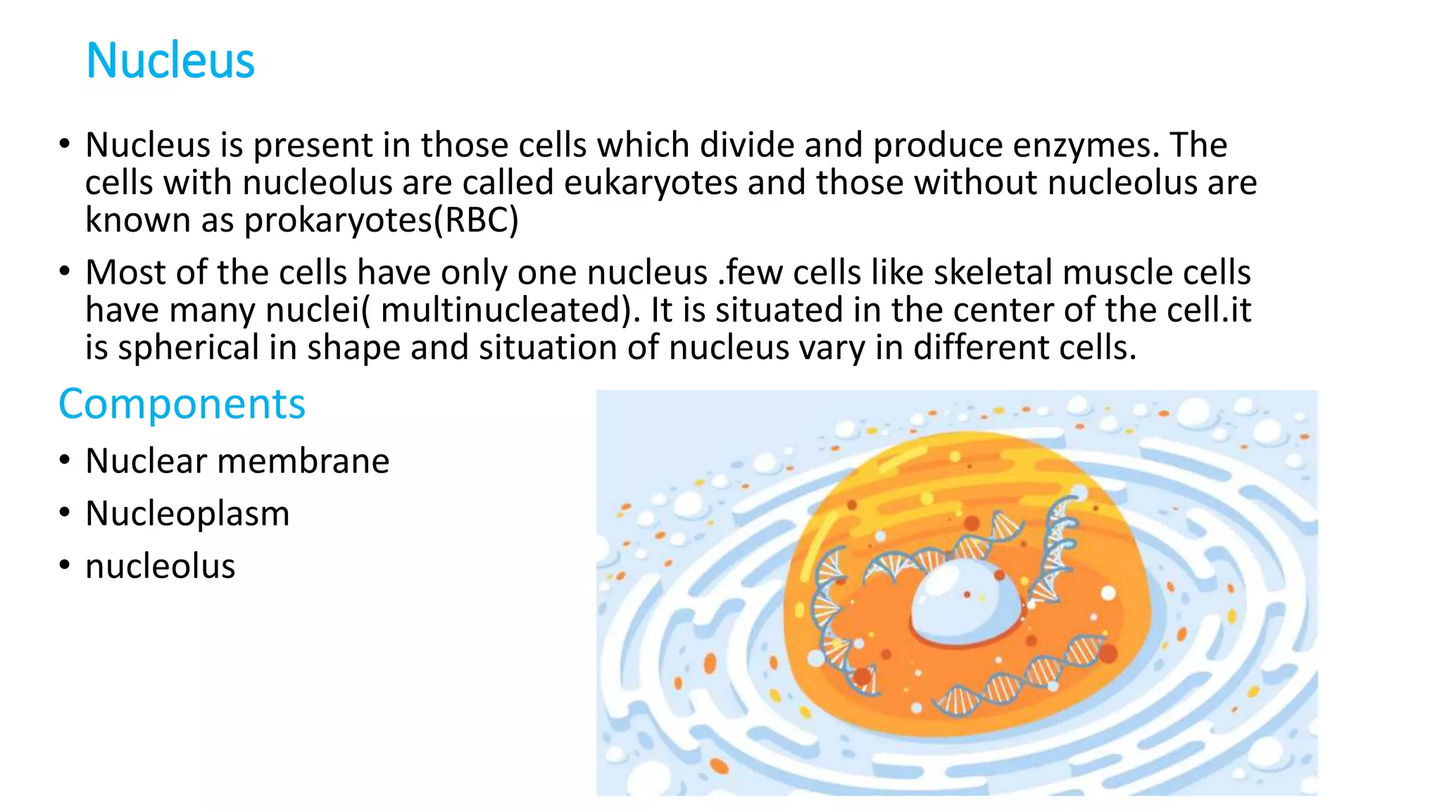 Nucleus
• Nucleus is present in those cells which divide and produce enzymes. The
cells with nucleolus are called eukaryotes and those without nucleolus are
known as prokaryotes(RBC)
• Most of the cells have only one nucleus .few cells like skeletal muscle cells
have many nuclei( multinucleated). It is situated in the center of the cell.it
is spherical in shape and situation of nucleus vary in different cells.
Components
• Nuclear membrane
• Nucleoplasm
• nucleolus
 