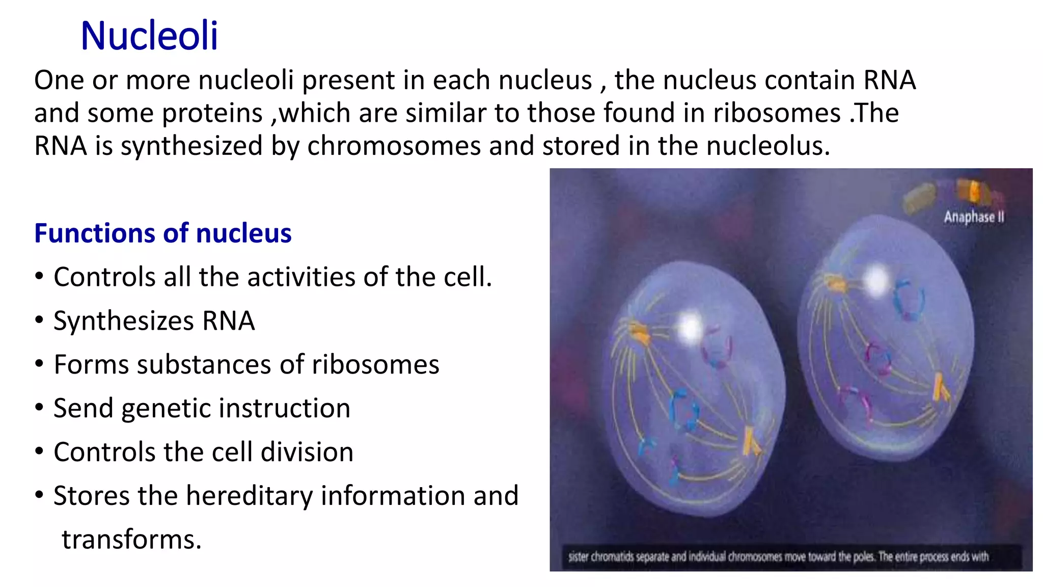 Nucleoli
One or more nucleoli present in each nucleus , the nucleus contain RNA
and some proteins ,which are similar to those found in ribosomes .The
RNA is synthesized by chromosomes and stored in the nucleolus.
Functions of nucleus
• Controls all the activities of the cell.
• Synthesizes RNA
• Forms substances of ribosomes
• Send genetic instruction
• Controls the cell division
• Stores the hereditary information and
transforms.
 